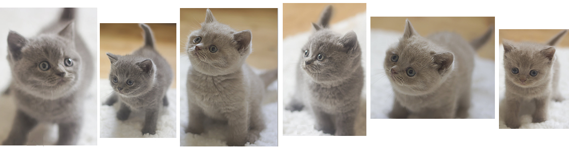 Buy gorgeous British Shorthair Kittens with a reliable British Shorthair Breeder