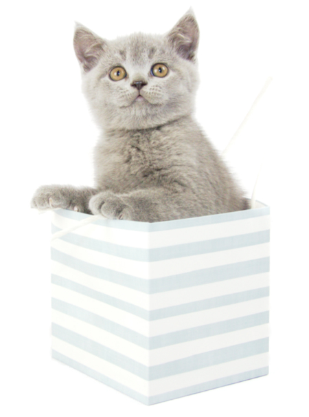 Buy Gorgeous British Shorthair Kittens