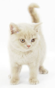 British Shorthair cats 