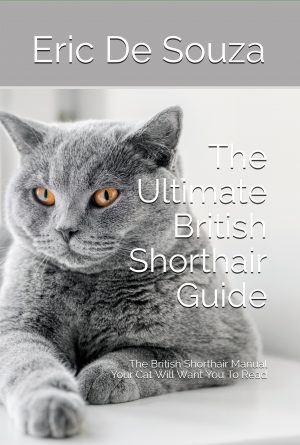 The Ultimate British Shorthair Guide