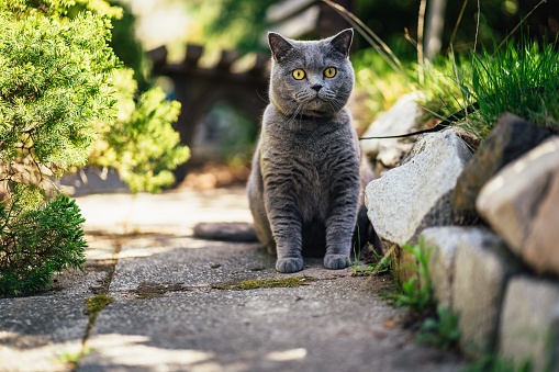 British Shorthair - Plants Poisonous to Cats