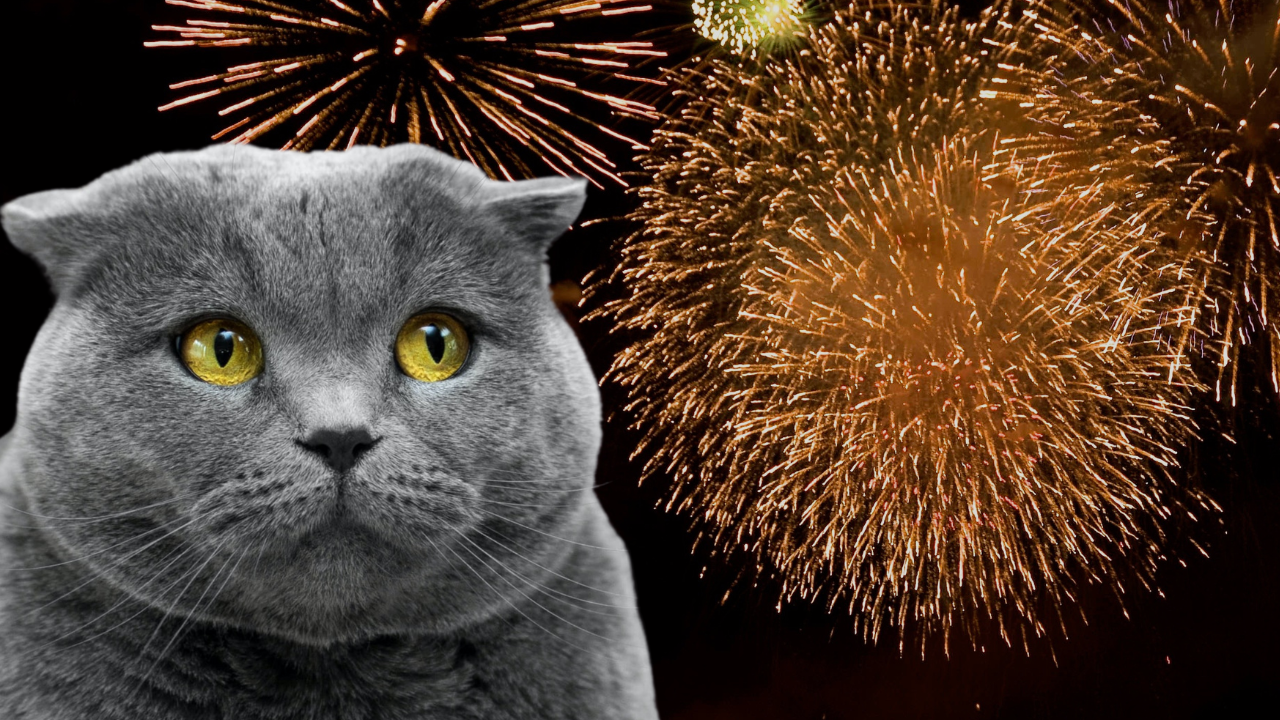 How To Get Your Cat Ready For Fireworks Night