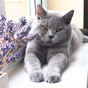 Buy British Shorthair 