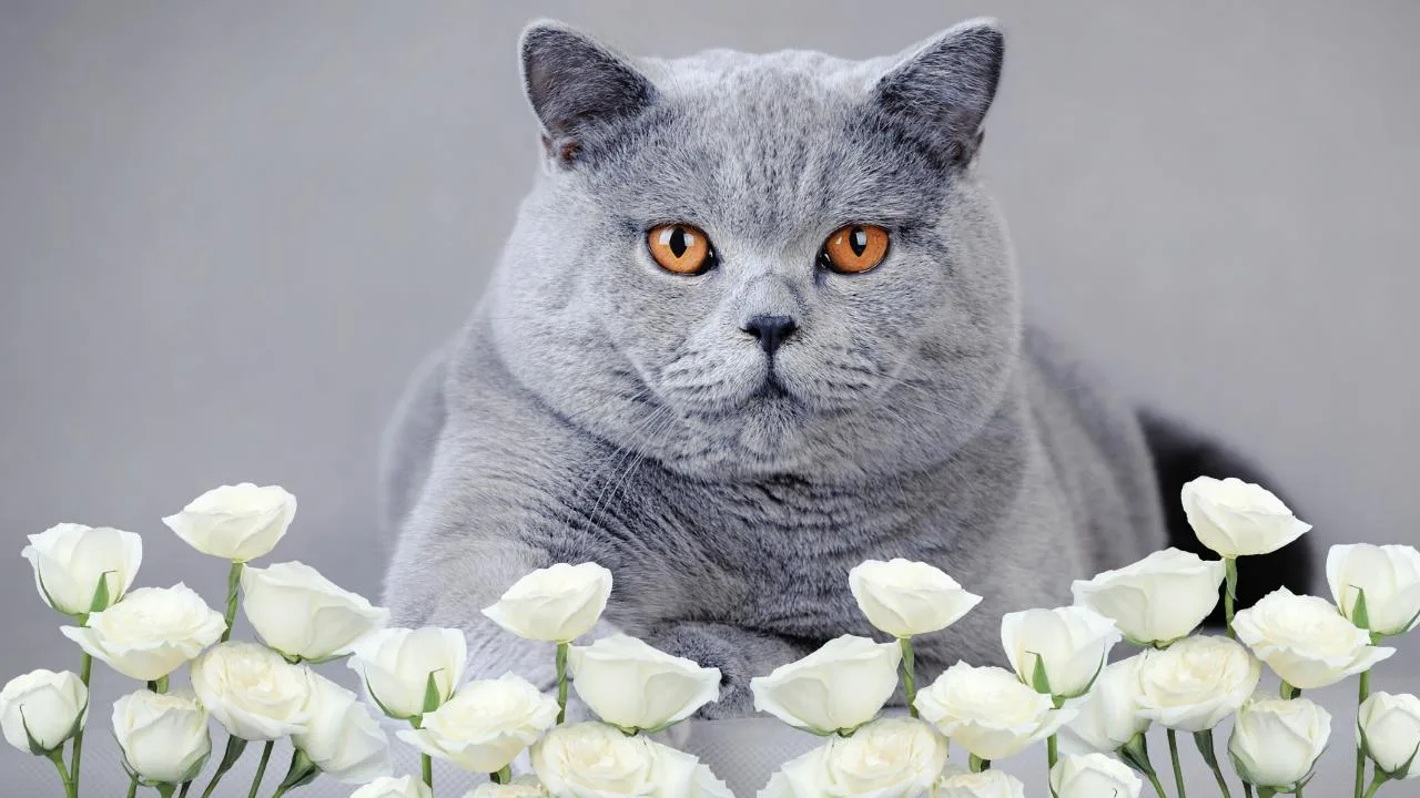 Cats and Flowers
