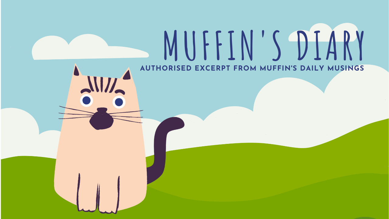 Muffin's Diary - British Shorthair Tales